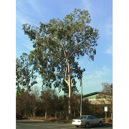  Eucalyptus citriodora,  檸檬尤加利純精油,  10ml