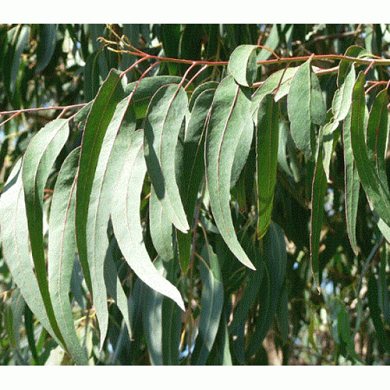 Eucalyptus globulus,   藍膠尤加利純精油(俗稱的尤加利),   50ml