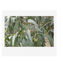Eucalyptus radiata, 澳洲尤加利純精油,    10ml