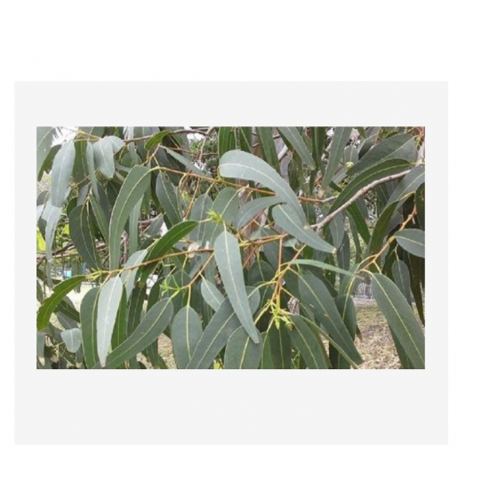 Eucalyptus radiata, 澳洲尤加利純精油,    10ml
