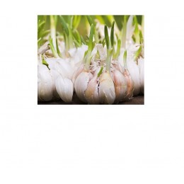 Garlic, 大蒜純精油 ,   10ml