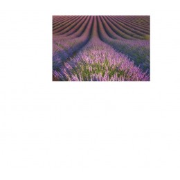 Lavender ,  法國薰衣草純精油 ,  10ml