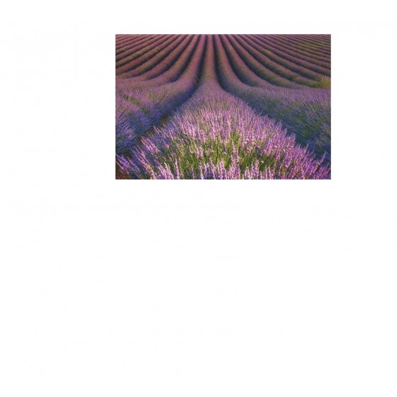 Lavender,  法國薰衣草純精油,   100ml ( 大瓶 )
