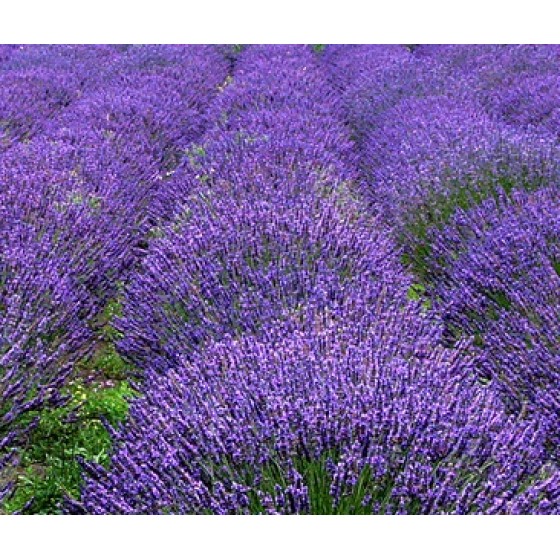 Lavender,  法國薰衣草純精油 ,  50ml ( 中瓶 )