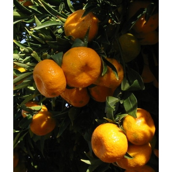  Mandarin ,   橘純精油 ,   10ml