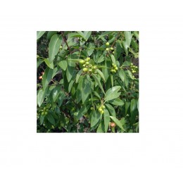 Amyris,  阿米香樹,  10ml
