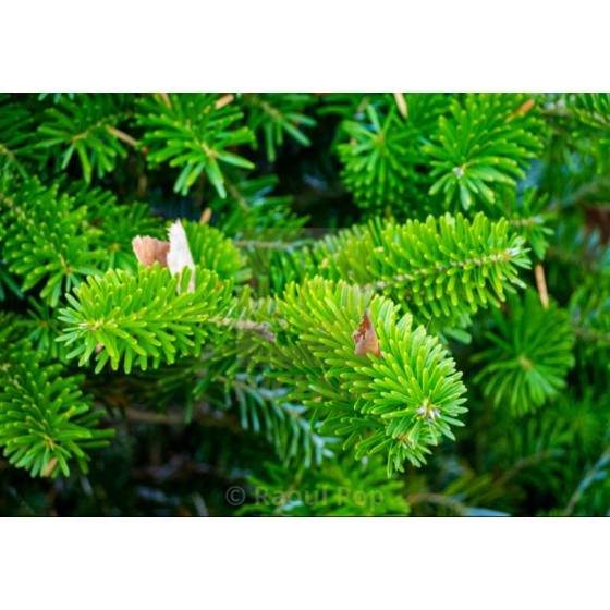 Balsam Fir Needle oil,   膠冷衫,   10ml