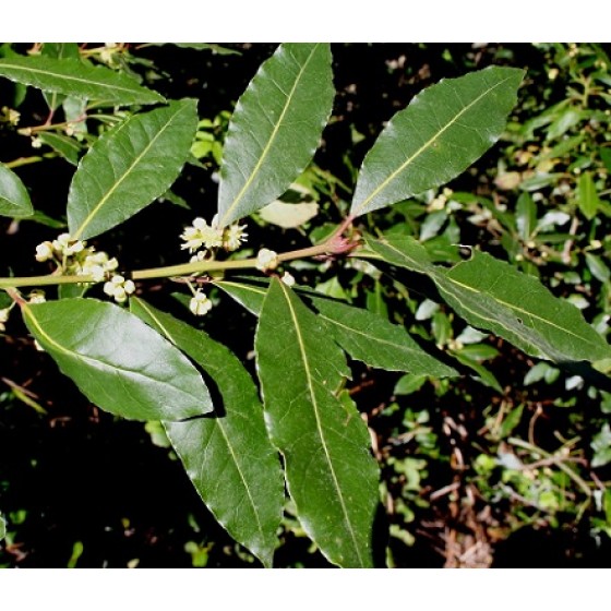 Bay_Laurel leaves,  月桂葉純精油,  10ml