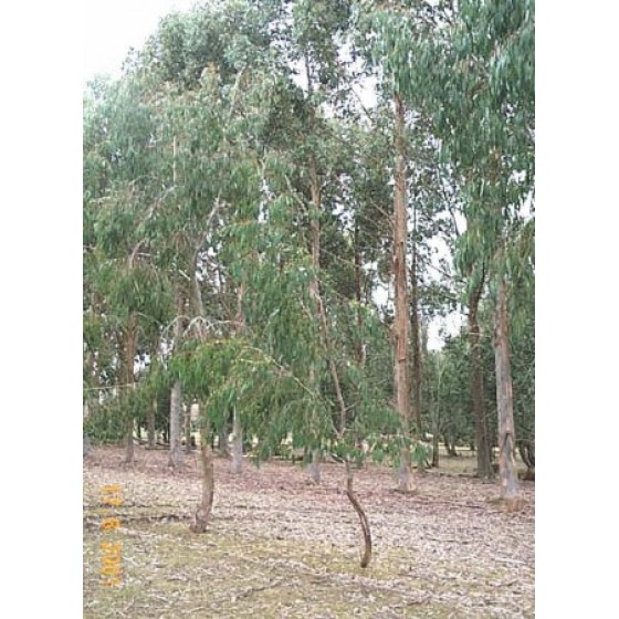 Eucalyptus dives CT cineole,  薄荷尤加利純精油,  10ml