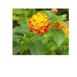 Lantana, 馬櫻丹5ml