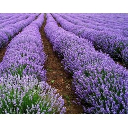  Lavender Highland,   保加利亞 高地薰衣草 純精油 ,  50ml (中瓶)