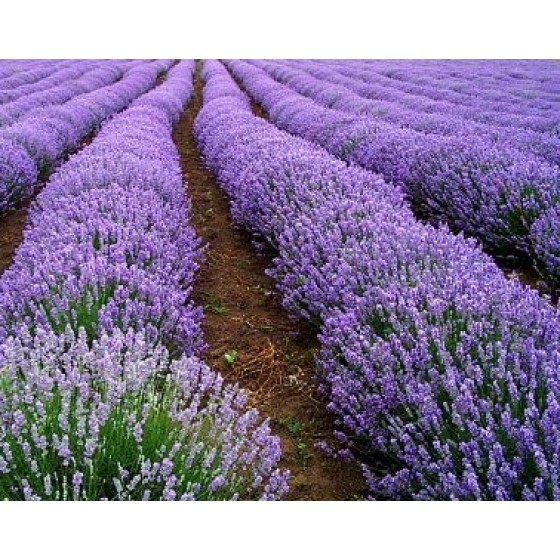  Lavender Highland,  保加利亞 高地薰衣草 純精油 ,  10ml