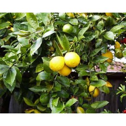  Lemon ,  檸檬純精油 ,  50ml