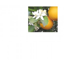 Petitgrain ,   苦橙葉純精油 ,   10ml