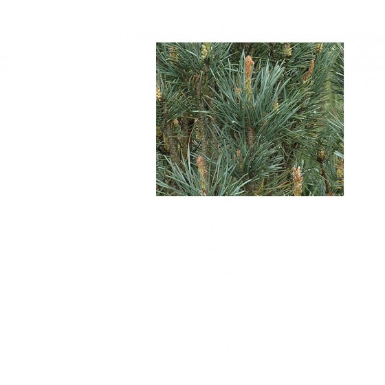 Pine Scotch,  史考特松(歐洲赤松)純精油,   10ml