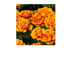 Tagetes,   萬壽菊純精油,  5ml