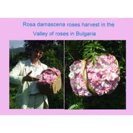 Rose Water, 奧圖玫瑰純露(花水), 100ml Rose Water, 奧圖玫瑰純露(花水), 100ml