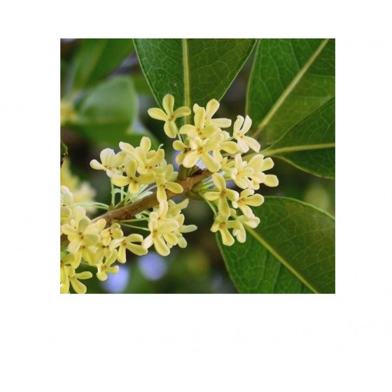 Osmanthus absolute,  桂花原精 ,  5ml