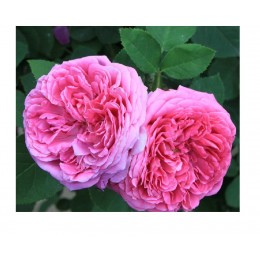 Rose Absolute,  大馬士革玫瑰原精,  3ml