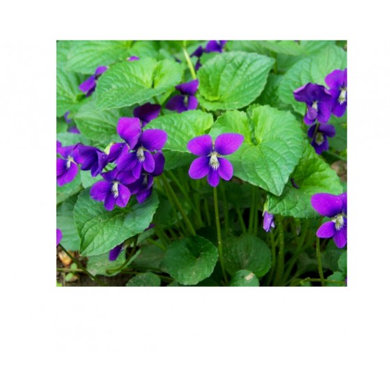 Violet Absolute,  紫羅蘭葉原精,  5ml