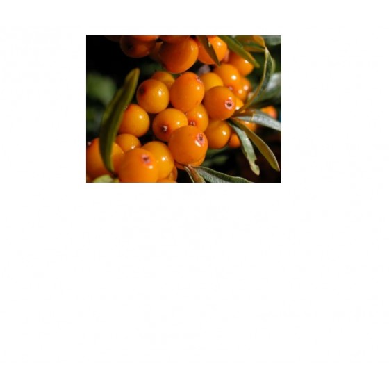 Sea Buckthorn berry Oil,  沙棘果油,  20ml